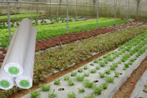 Màng phủ nông nghiệp giá rẻ tại Hà Nội