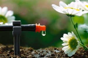 Tưới nhỏ giọt – Bước tiến mới cho nền nông nghiệp công nghệ cao