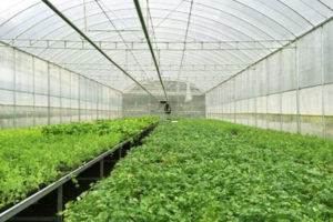 Lưới chắn côn trùng – Giải pháp cho ngành nông nghiệp công nghệ cao